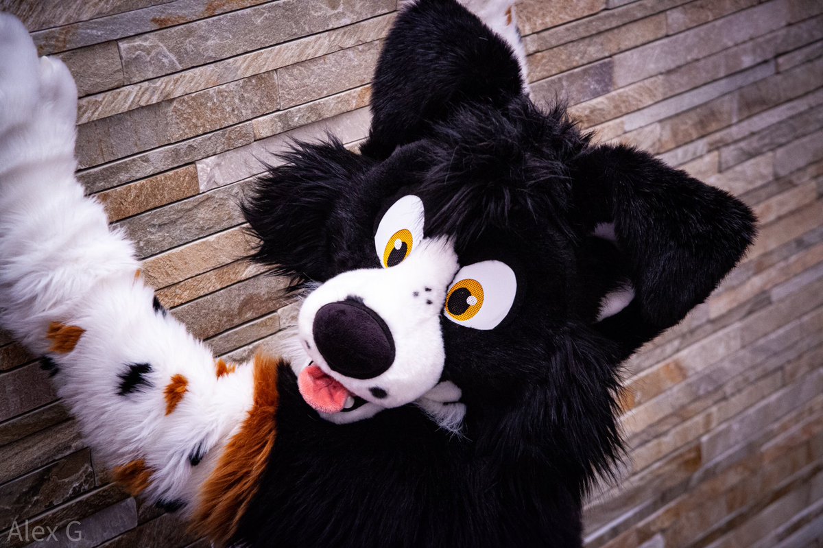 Sterling_Fox's tweet photo. Here’s a batch of shots I got at #MFF2021 #FurFest of @EdBCollie! https://t.co/QPNqwbZnMC