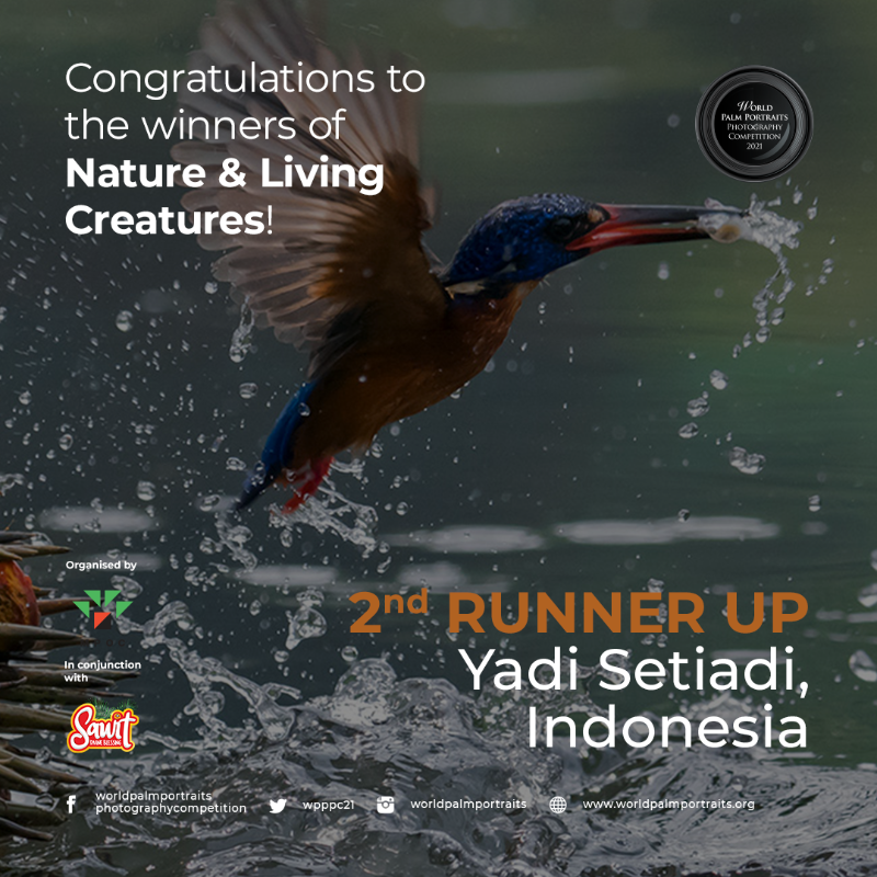 Aren't we curious what is the story behind the winning photos for Nature &amp; Living Creatures Theme? #palmportraits #palmportraits2021 #wpppc #wpppc2021 #worldpalmportraits #photographycompetition #sawit #sawitanugerahtuhan #sawitdivineblessing