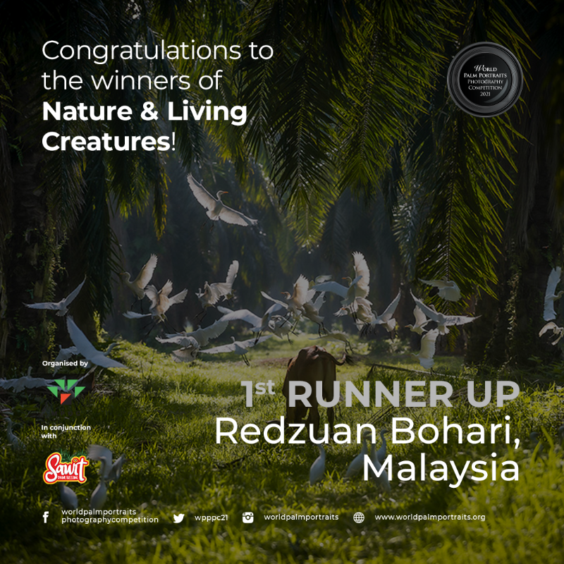 This masterpiece from Nature &amp; Living Creatures Theme's 1st Runner Up Winner has its own story as well. It is not an easy shot though. #palmportraits #palmportraits2021 #wpppc #wpppc2021 #worldpalmportraits #photographycompetition #sawit #sawitanugerahtuhan #sawitdivineblessing