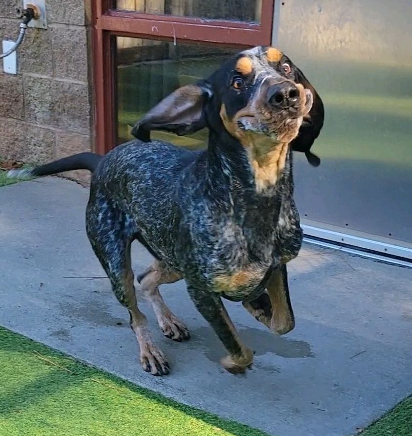 Sorry Mick, but we're pretty sure the world hasn't seen moves like THIS Jagger before 😂 Just imagine — all this ridiculousness could be yours. Come meet Jagger at our Pet Adoption Center! We promise — your day will be better for it. Adoption info: spcawake.org/dogs