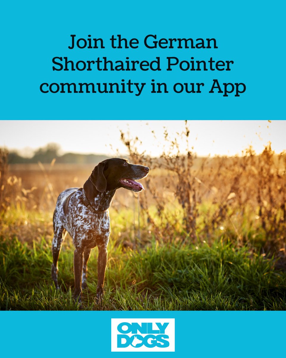 OnlyDogsApp's tweet photo. Download our free App and join the German Shorthaired Pointer community #dogs #dogsoftwitter #dogsofinstagram #dogstagram #dog https://t.co/BDJ4oWfwBw