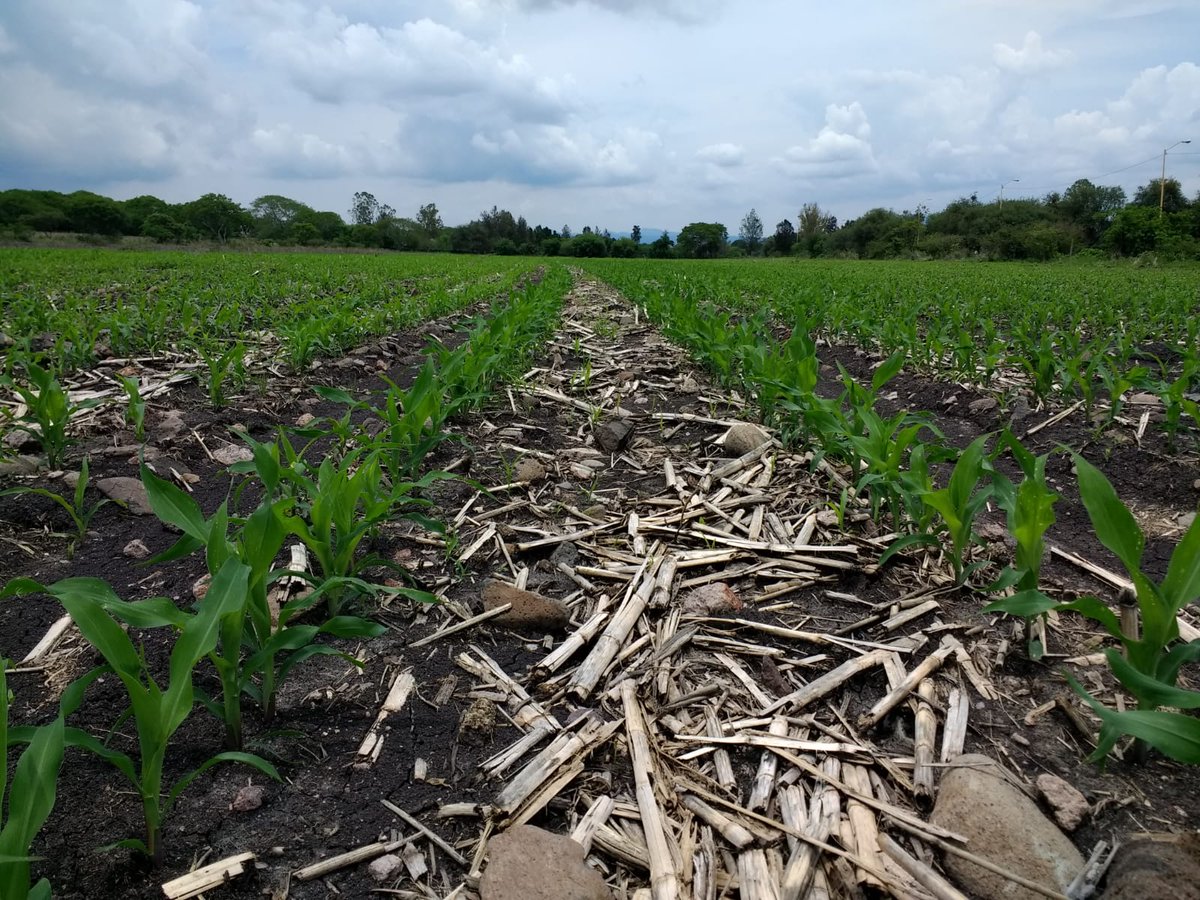 Efecto de la agricultura de conservación en temporal, misma semilla, fecha de siembra, fertilizacion, diferente manejo de suelo 33%  mas de rendimiento, gracias al mejor aprovechamiento de agua <a href="/ACCIMMYT/">ACCIMMYT</a> @Sedrua_MICH <a href="/Agricultura_mex/">Secretaría de Agricultura y Desarrollo Rural</a> <a href="/santiagosargue/">Santiago Arguello</a> <a href="/CIMMYTesp/">CIMMYT en español</a> <a href="/bramaccimmyt/">Bram Govaerts CIMMYT</a>