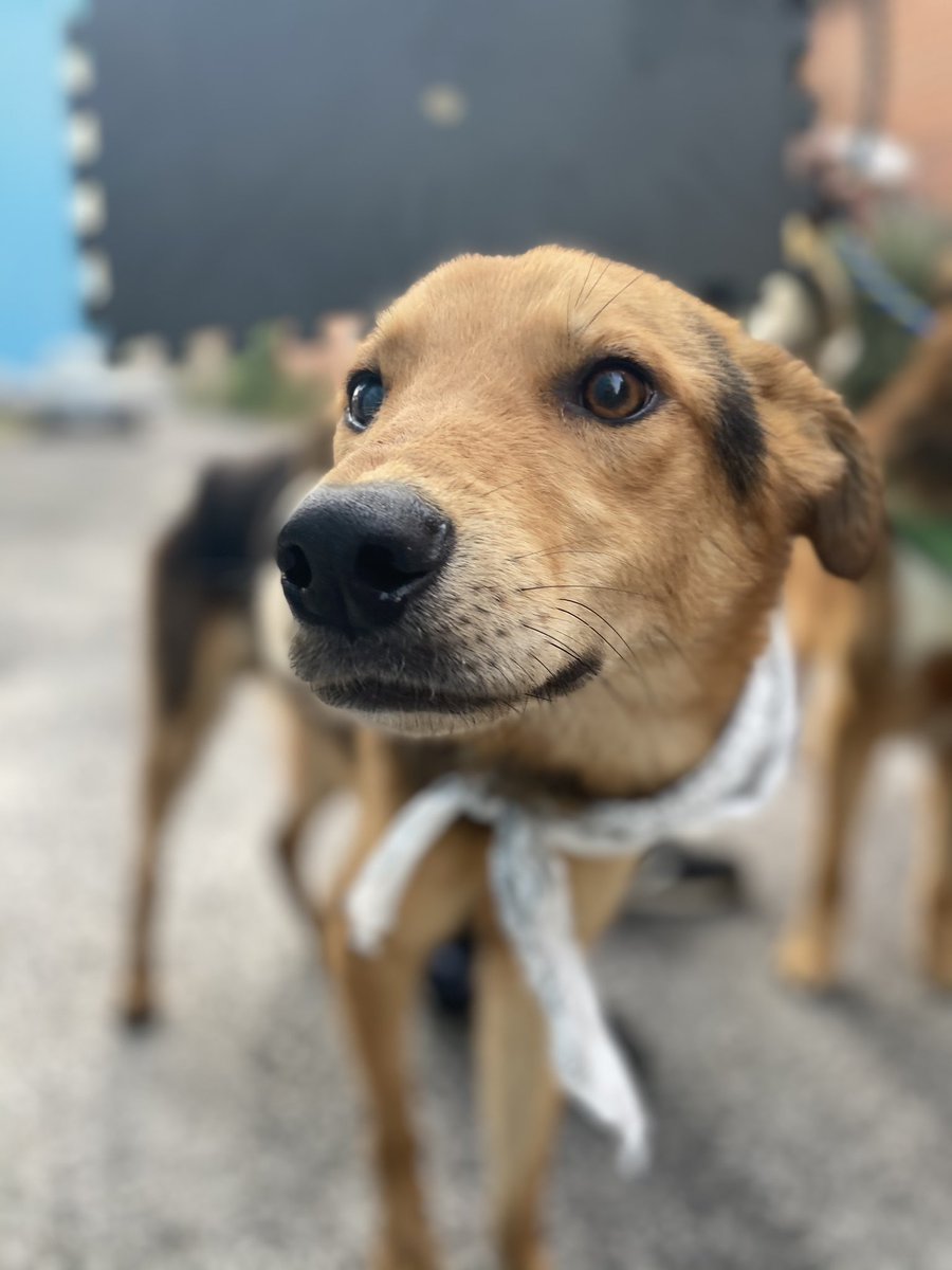 Alina_Gag's tweet photo. Estxs 3 vivían una situación indescriptible. Estaban en una casa en el edomex en la que eran golpeados y privados de comida todo el tiempo

Nos urge un hogar temporal para al menos algunx. Tienen 4 años, 1 año y 4 meses. 

Véanlxs ♥️ Nos ayudan con RT? https://t.co/Xz38S1h1O3