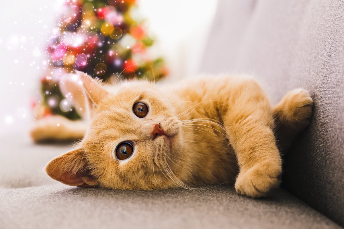 The holidays are in full swing and it's not too late to give your cat the purrfect gift - the gift of an enhanced calm. Get FELIWAY Optimum here: https://t.co/fecTiM9Goi https://t.co/1ZQWXMVCPr