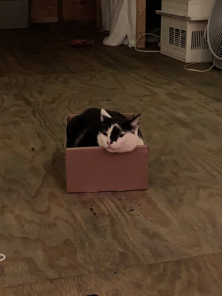 Goodgirl28's tweet photo. #boxkitty https://t.co/SA6OSdxRpc