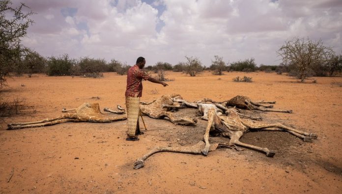 PlanetaEnLinea's tweet photo. IMÁGENES 📸 -Decenas de jirafas mueren deshidratadas a causa de la sequía en Kenia- Incapaces de encontrar agua en kilómetros, decenas de jirafas y cabezas de ganado en Kenia ya sufren los estragos de la crisis climática 👇
https://t.co/aT15eubibz https://t.co/Ieq7P5MwRo