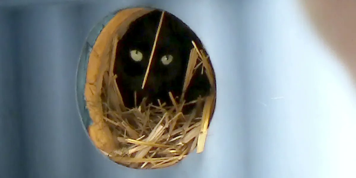 NYCFCI's tweet photo. Building life-saving winter shelters for #communitycats #feralcats #straycats is a purr-fect holiday project for cat-lovers! Watch our how-to webinar on-demand: https://t.co/yY9rOYERTt (Passcode: d!M2gCae) #fcicatshelters #nycfci #bideawee #tnr https://t.co/9hR4vGOFCA