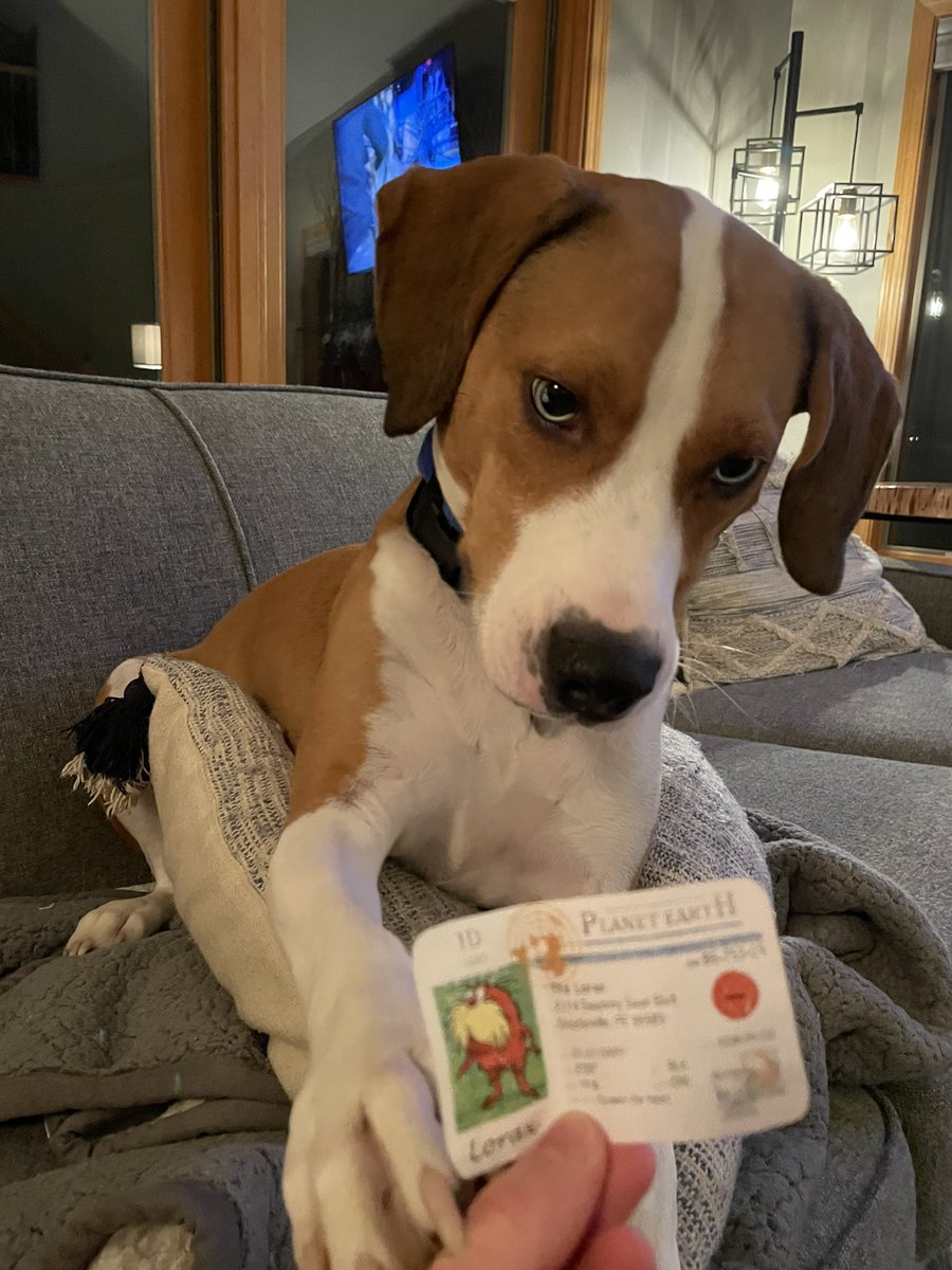 This is my dog blu! He is a k-strategist as he was mom and dads offspring! He was taken care of by his parents before we were able to take him home😊😊 #apesecology <a href="/franklinlorax/">APES Project Lorax</a> 🦮
