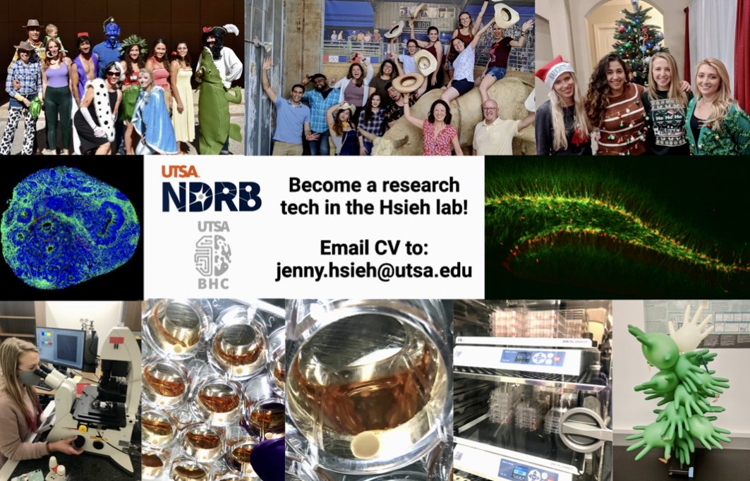 jennyhsieh5's tweet photo. Join the #Hsiehnanigans team if you want to use 🧠organoid and mouse models to study seizure disorders. We’re hiring a new research tech, DM or email me your CV if interested. Please spread the word, thank you #twitterverse. @UTSAResearch @UTSASciences https://t.co/F38NK0WmRp