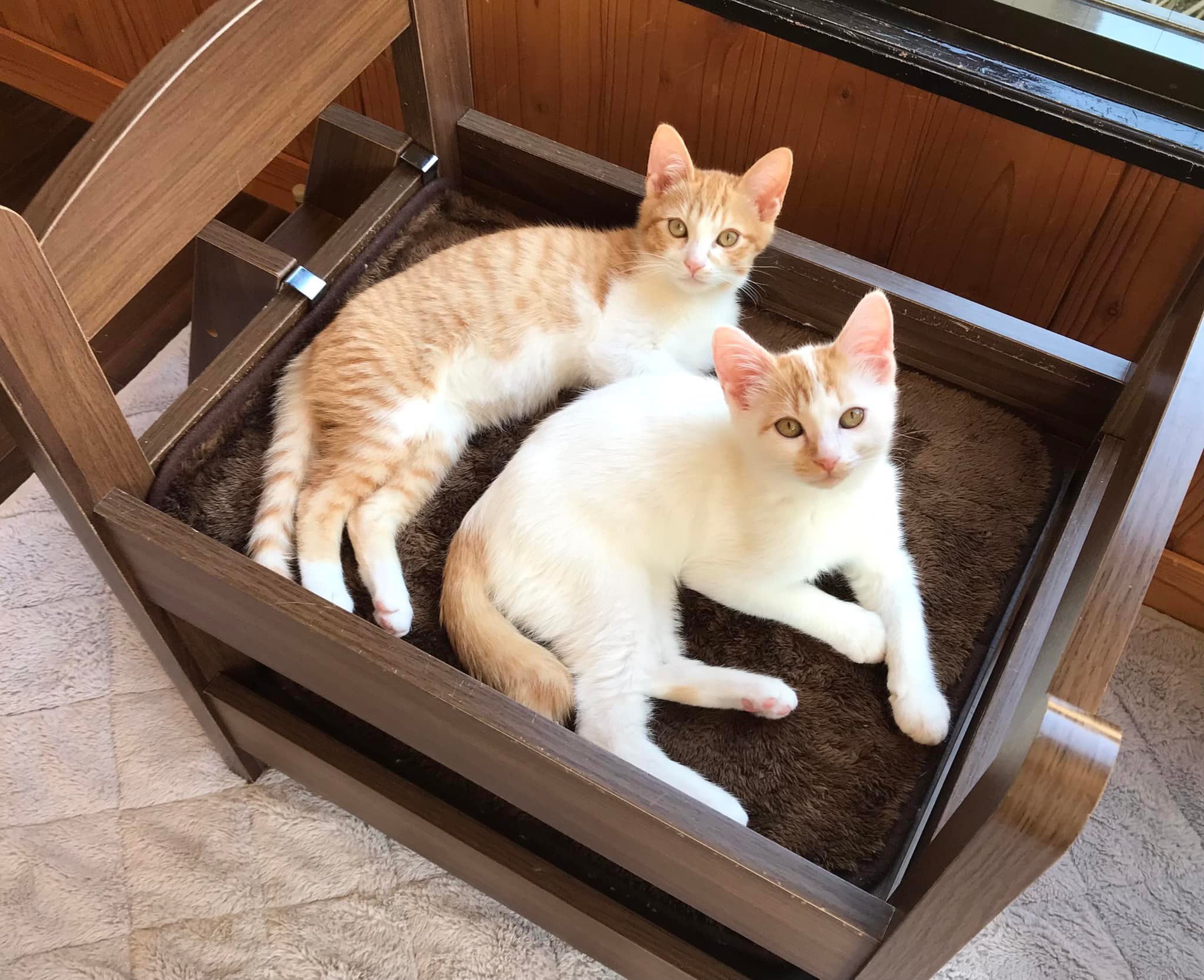 保護猫カフェうたたね Necoutatane Twitter