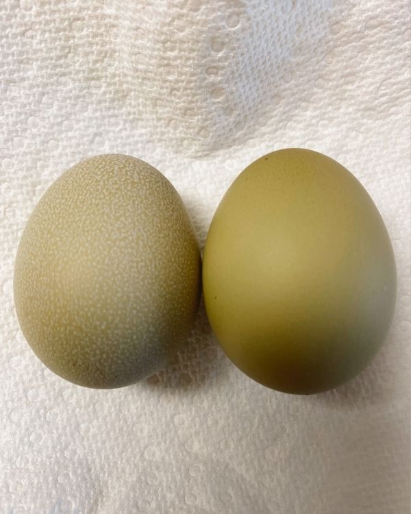 The moment we’ve been waiting for! Shaka finally answered if her eggs were going to be blue or green… They are GREEN and so beautiful 💚😍

#chickenaspets #chickensofinstagram #chickensofig #digitalmarketing #marketingagency #companyculture #elevatedonline