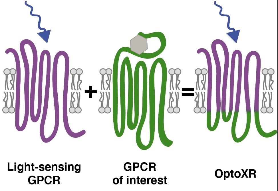 AlexMTichy's tweet photo. What are OptoXRs? They are chimeras between a light-sensing GPCR (opsin) and a target GPCR, rendering the latter one light sensitive. A key question in their design is "where do you cut", i.e. how do you decide which parts to take from one and which parts from the other GPCR? https://t.co/0zi8bCL7kn