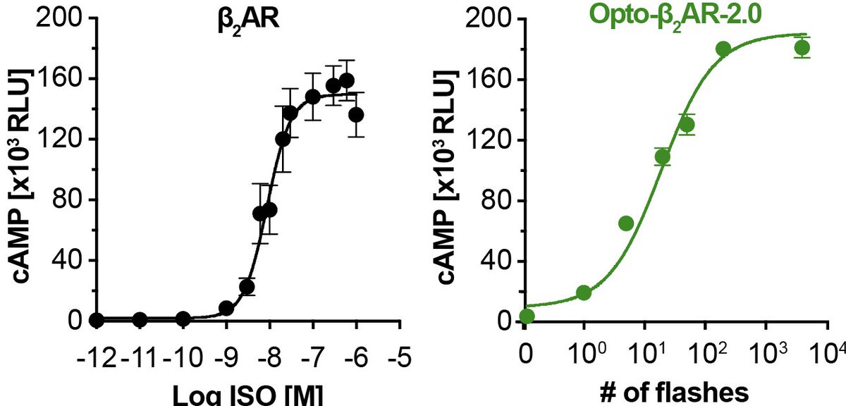 AlexMTichy's tweet photo. We tested this on b2AR, and found that the resulting Opto-b2AR (we called it Opto-b2AR 2.0) elicited similar responses as wild-type b2AR in our HEK cell model (here shown for cAMP induction, but tested for others too) https://t.co/tfoDUROIJU
