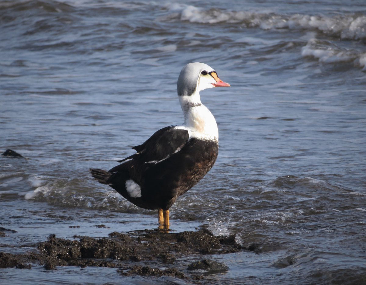 Richard36971987's tweet photo. King Eider Great Kills Park Staten Island (lifer)
Dismayed to find no bird or birders on beach but
after 3rd trip to Jetty area, realized he was there
the whole time with back to me blending in with
wet mud & small rocks. He awakened and gave me
many shots & videos.
#birdcppp https://t.co/BNuojdsIRO