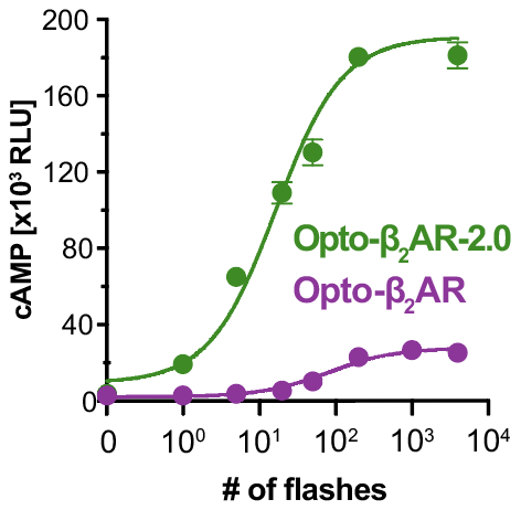 AlexMTichy's tweet photo. Opto-b2AR-2.0 also showed markedly increased function compared to an earlier Opto-b2ar version (which is based on the previous, and most commonly OptoXR design and "cut sites") https://t.co/cVMNPrB38X