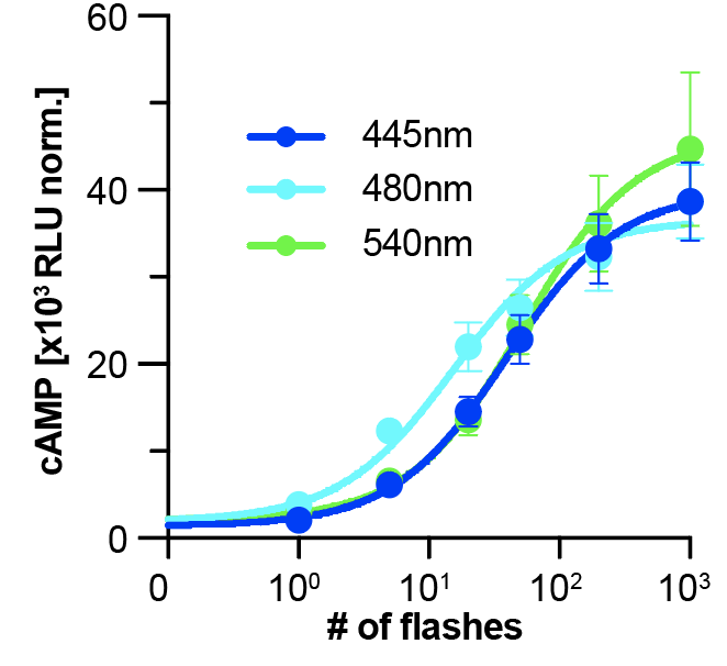 AlexMTichy's tweet photo. We exploited this improved sensitivity and function to see whether we could introduce mutations that should blue-shift the spectral sensitivity. As these mutations affect overall functionatliy, Opto-b2AR-2.0, but not Opto-b2AR, could be successfully blue-shifted https://t.co/UkzgsyuWjy