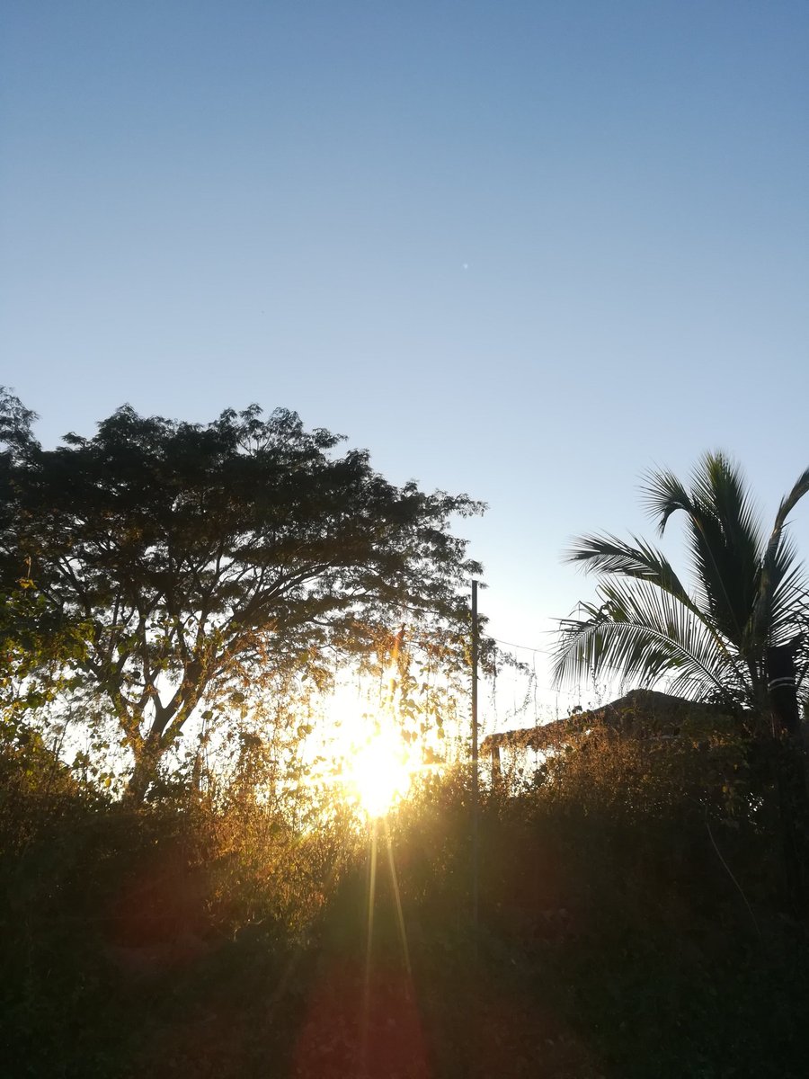 viajeras19's tweet photo. Las enredaderas de este callejón parecían de un color oro al tener la luz sobre sus hojas. - Sarime

#Atardecer #photography #Photo #árbol #Palma #Nayarit #México #Acaponeta #Viajeras19 https://t.co/UjIaTQ2osH