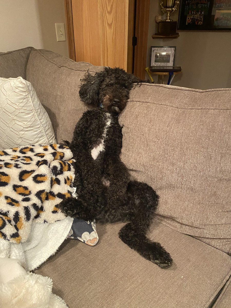 this is my dog louis! he is a k-strategist because he came from a small litter and was taken care of by his mom until 8 weeks old😀