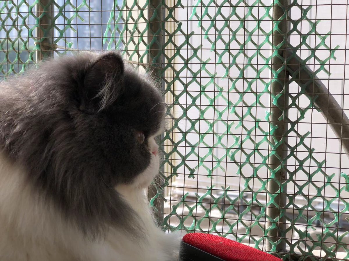 What is the cat looking？#CatsOfTwitter