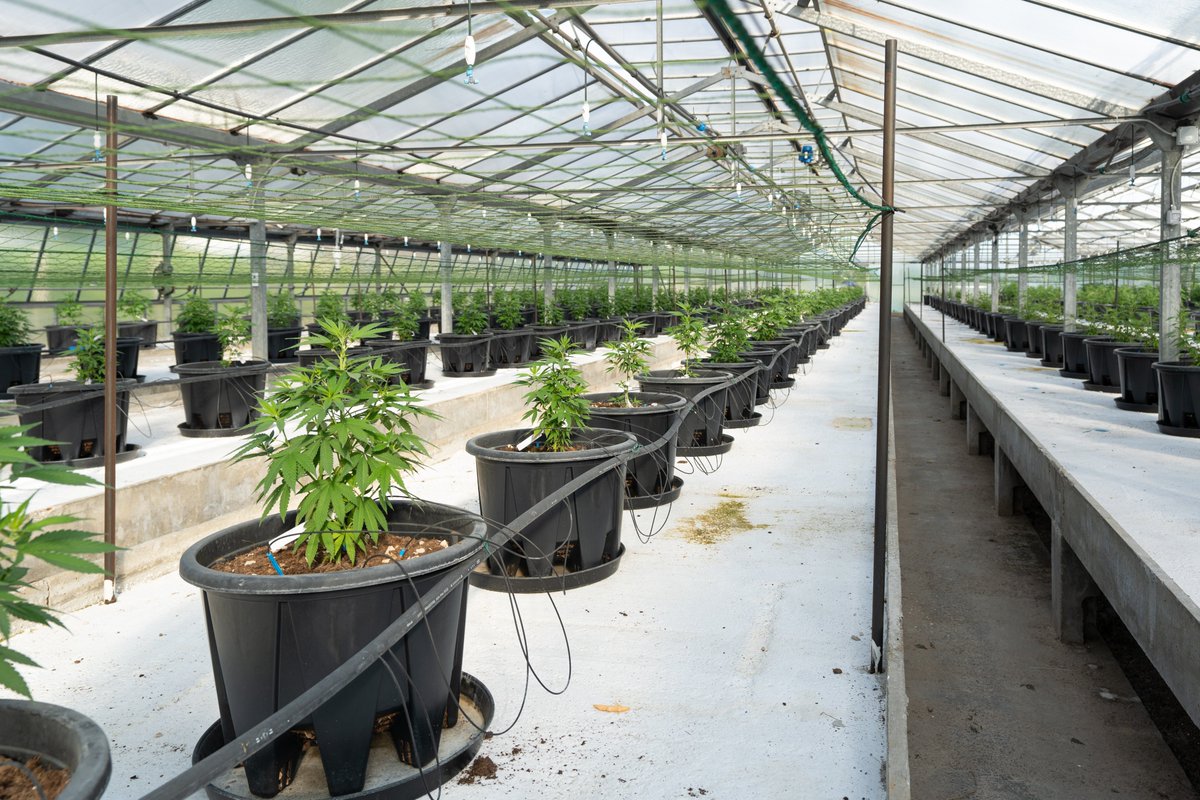 Resource Innovation (@riinstitute) on Twitter photo Understand where your facility's waste comes from and how you can reduce your greenhouse gas emissions in this article from RII Executive Director Gretchen Schimelpfenig in <a href="/CannabisSciTech/">Cannabis Science & Technology</a> magazine bit.ly/RII-cst-waste-… Understand where your facility's waste comes from and how you can reduce your greenhouse gas emissions in this article from RII Executive Director Gretchen Schimelpfenig in <a href="/CannabisSciTech/">Cannabis Science & Technology</a> magazine bit.ly/RII-cst-waste-…