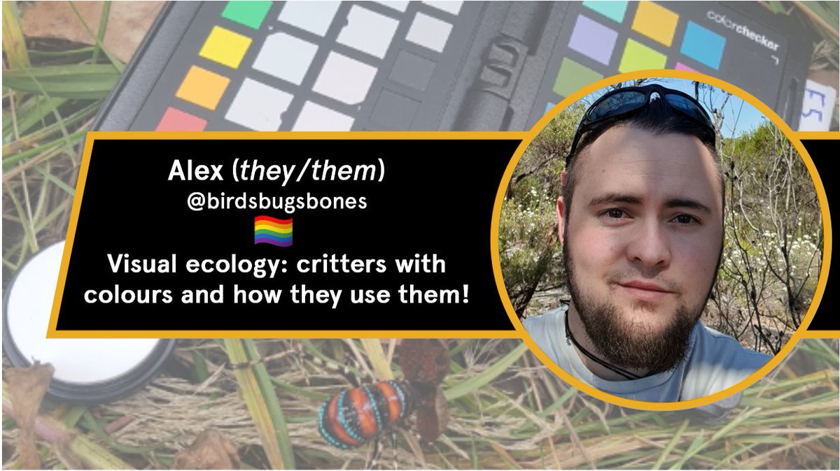 Welcome to round 2 of #Invertefest! I’m Alex @birdsbugsbones and I’ll be talking about #VisualEcology! I completed a Mres with @InsectConserv on ecology+conservation biology. My thesis featured awesome Aussie inverts that we’ll see later. I am #LGBTstem and draw #SciArt