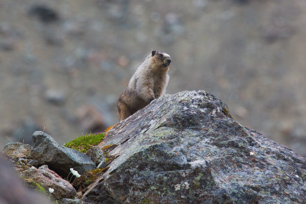 oops!  We missed celebrating #InternationalMountainDay last weekend.  This year the theme of #IMD was sustainable mountain tourism, something that many mountain herbivores can relate too.  In any event, Happy International Mountain Day 🎉