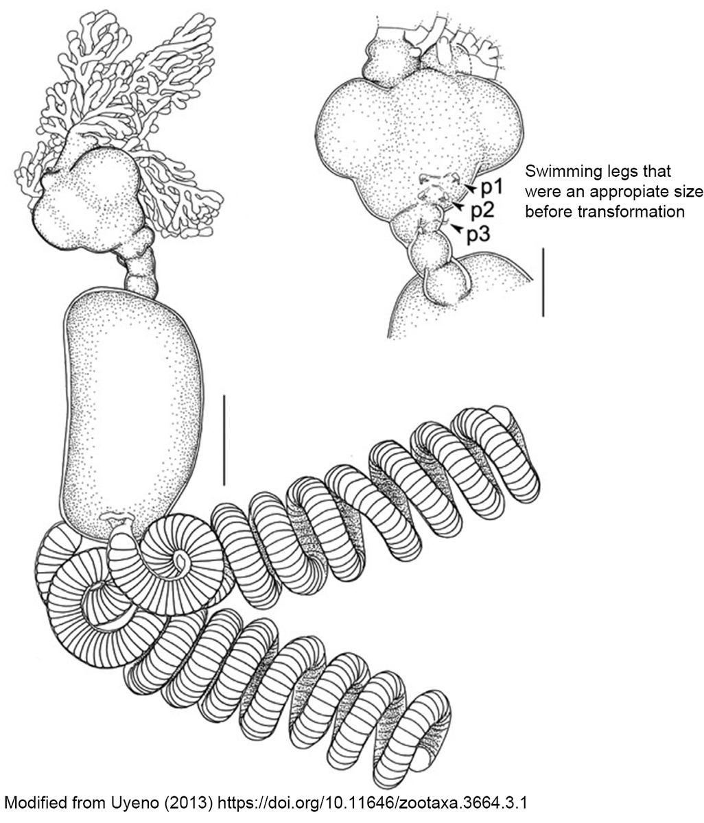 JimmyBernot's tweet photo. This parasite lives in fish hearts. The copepod find a fish &amp; burrows thru the fish's body into its heart. Then the copepod grows giant and transforms into this monstrosity. The back end of the copepod grows back from the heart OUT of the fish's body to release eggs😱 #Crustmas https://t.co/jBO9I8qBN1