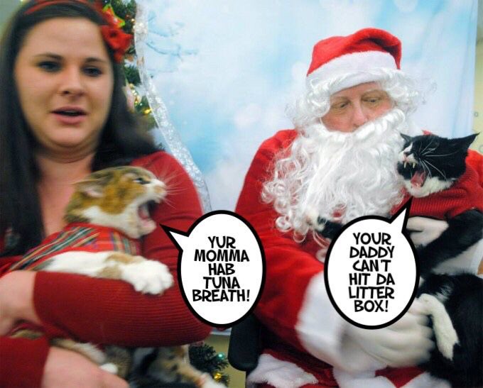 1finekitty's tweet photo. Sometimes cats don’t get along. #CatsHateChristmas #catsofinstagram #CatsOnTwitter #catsatchristmas #cats https://t.co/vwgmu8fVY9