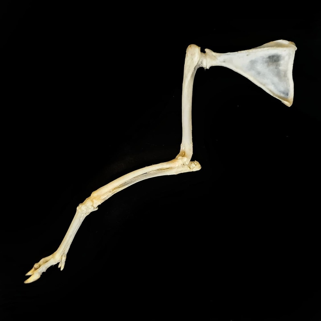 ossaflores's tweet photo. I do love this mouse deer leg (with shoulder blade still attached) 😍 It's so tiny, the hoof is just amazing to see at this size! Swipe to get an idea of its size with me holding it. I love having this little leg in my collection 🙂
#mousedeer #chevro… https://t.co/3oJA1BfRjm https://t.co/wTjmo5Hpzp