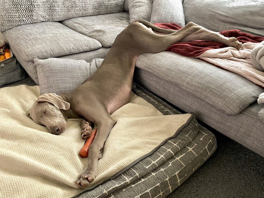 ソファから落ちても起きないだと 鉄壁の寝相を披露する犬さんに衝撃 ブリーダーナビ