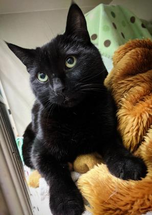 Baggins is a 3-year-old cat who is looking for a new home. He's a curious kitty who gets along well with other cats and loves treats. He's still getting used to people. Contact the shelter to meet him. bit.ly/3rxmw3T #UCHSAdoptableAnimal