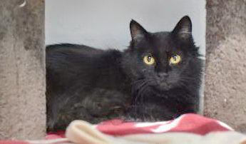 Princess is an independent 2-yr-old cat who likes her personal space. She is unsure of people and is looking for a patient family that will help her learn how to trust people and relax around them. bit.ly/3vJSmOl #UCHSAdoptableAnimal