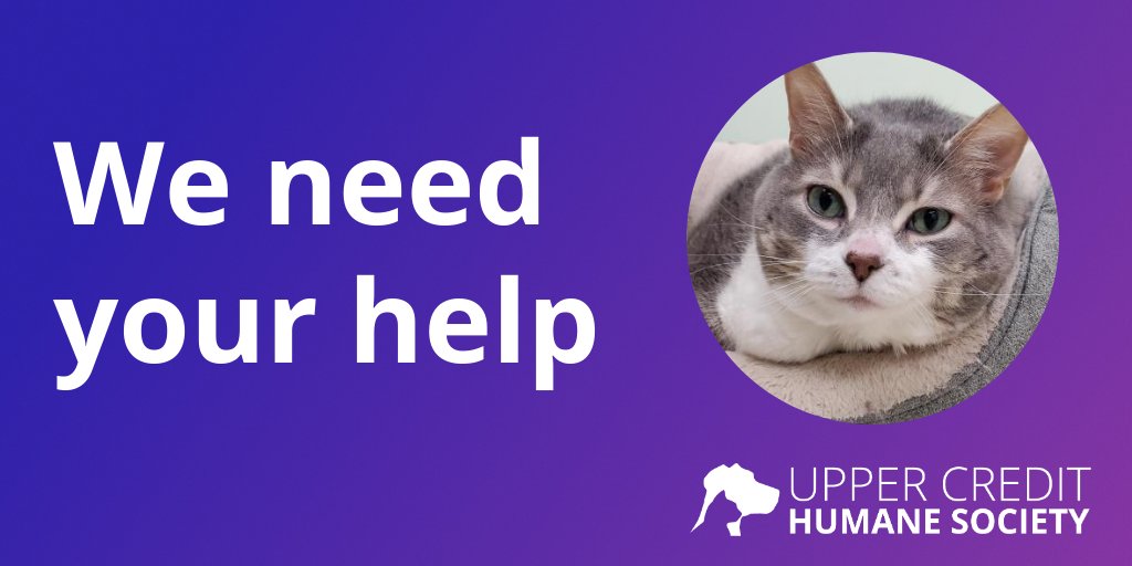 We are raising funds to upgrade the housing for the cats at the shelter. The kennels we're looking to purchase give the cats more space and help reduce stress. If you can help, please check out our fundraising campaign. #UCHS bit.ly/3DqvWnN