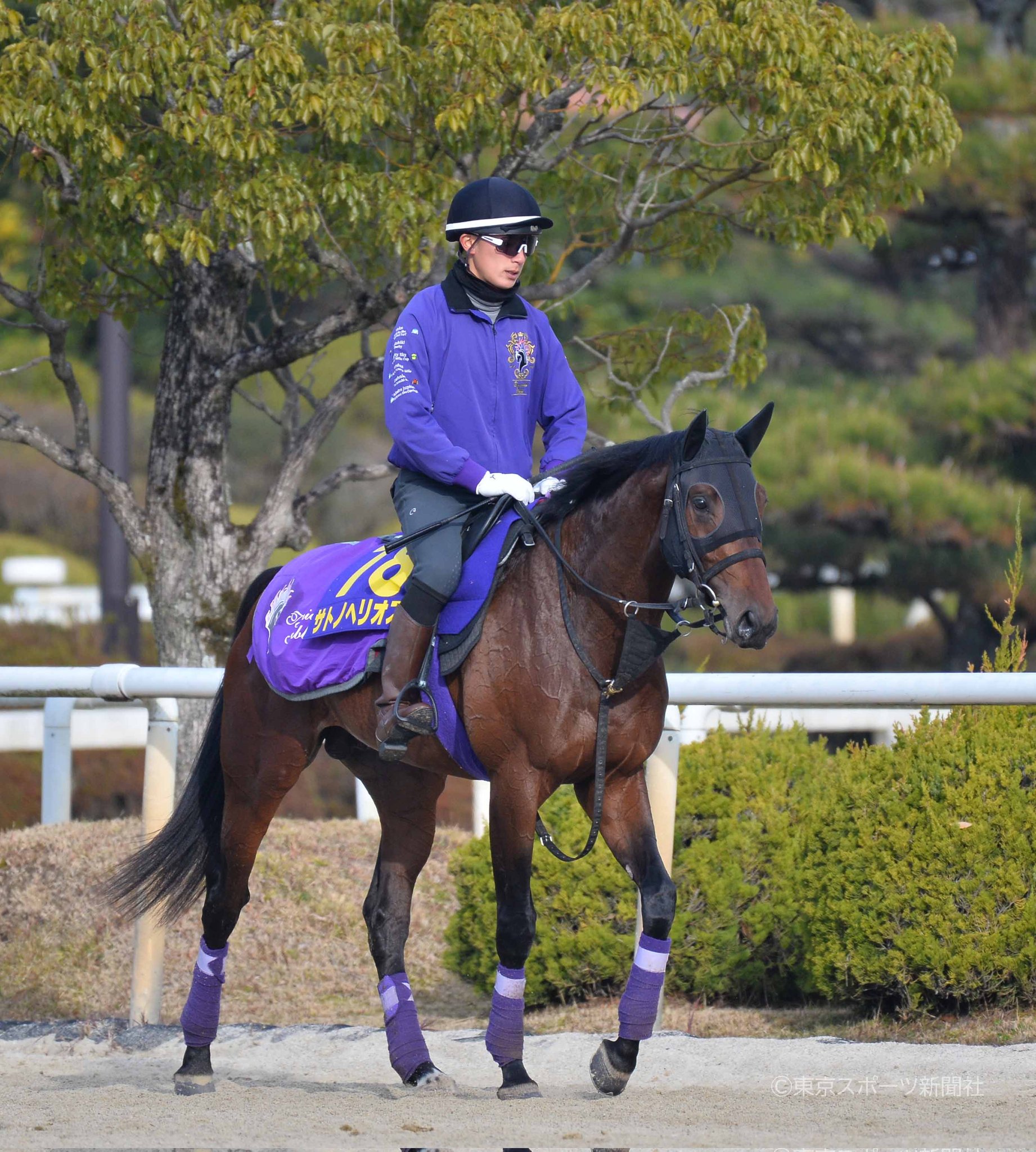 تويتر 東スポ競馬 على تويتر ホープフルs の サトノヘリオス 東スポ競馬 競馬 Pog T Co Wrttoejwia