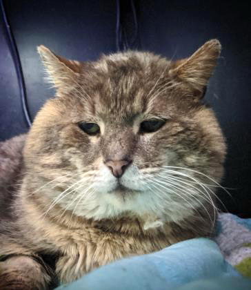 Patrick is a 5½-year-old #tabby who is available for adoption. He is FIV+ and is looking for a home where he'll be the only cat, or one with another FIV+ kitty. Contact the shelter to meet him. bit.ly/2TOYgix #UCHSAdoptableAnimal