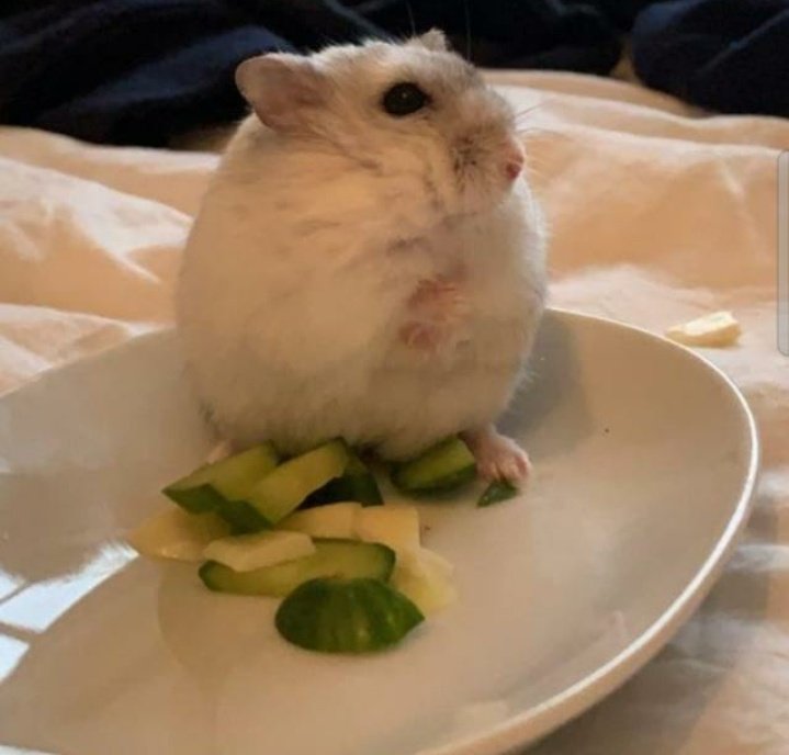 ellmichi's tweet image. Esta cosita que no se que es esta comible