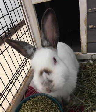 Mena is an 11-month-old #rabbit who is available for adoption. He has been neutered. Mena loves fresh veggies and hay. Contact the shelter if you would like to meet him. bit.ly/3xpv7JN #UCHSAdoptableAnimal