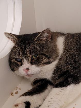 Mr. Buttons is a 3½-year-old cat who is available for adoption. He is FIV+ and is looking for a home where he'll be the only cat, or one with another FIV+ kitty. Contact the shelter to meet him. bit.ly/3HIUKek #UCHSAdoptableAnimal