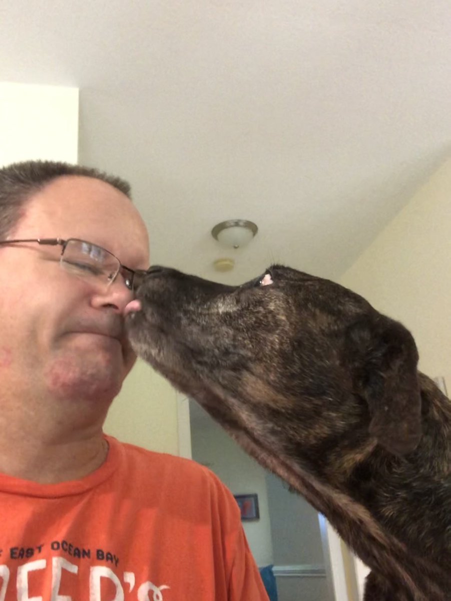 k9kayaks's tweet photo. Every morning she would visit us during #homeschool
Always willing to give kisses
She always had a shiny #BrindleCoat and could run like the wind
#RIPSam β€οΈπΎπΎπ https://t.co/dTUr1lXPqD