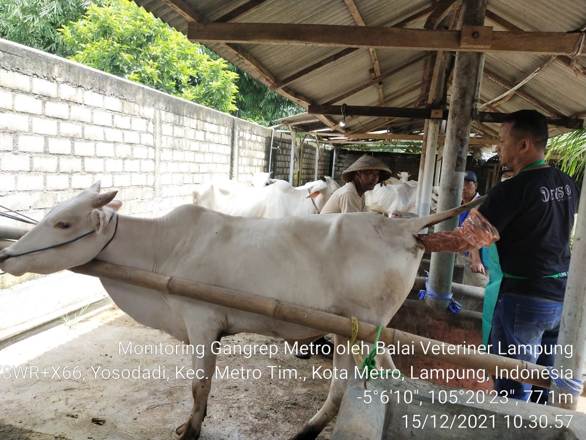 Monev Penanganan Gangguan Reproduksi di Kota Metro oleh Tim Bvet dan expert drh David Viter Ole le.