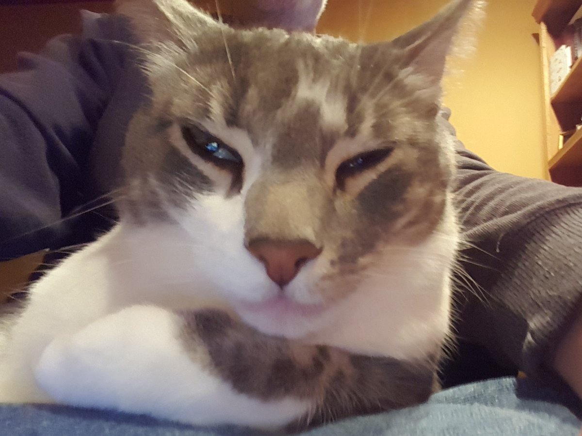 M_Myers's tweet photo. @JortsTheCat Max still can't believe the whole margarine situation. #TeamJorts https://t.co/iwGXgBy3ko
