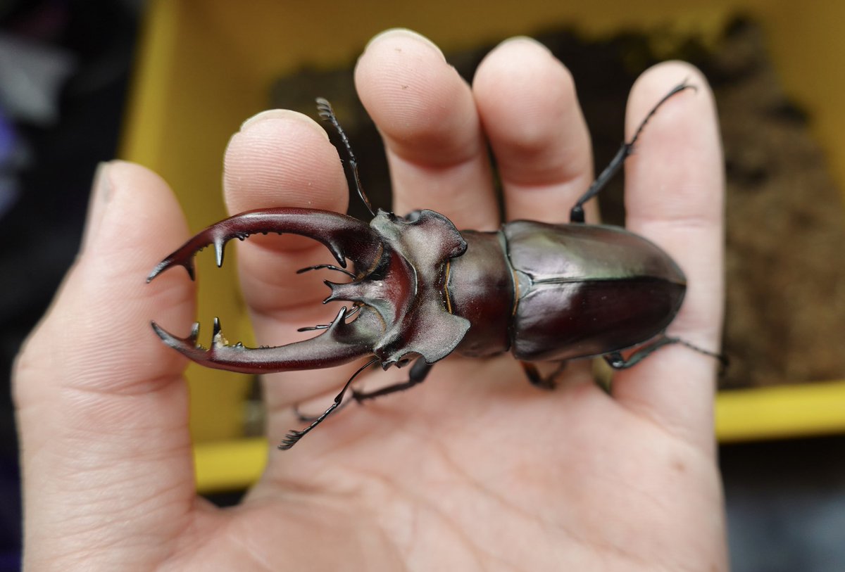 皮特玩自然 tweet media