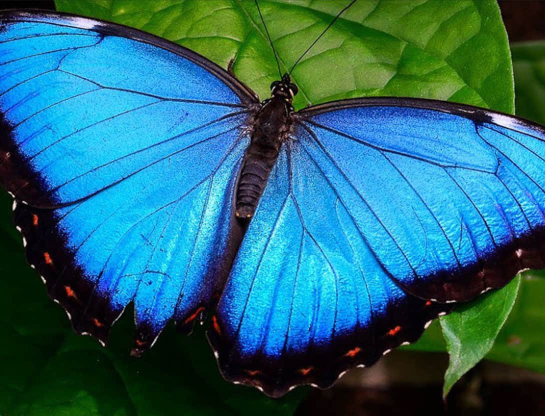 butterfly under microscope