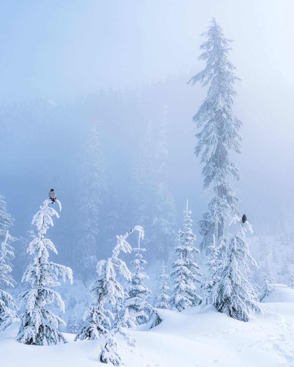 ShonPurdy's tweet image. ’Twas a frosty morning ❄️