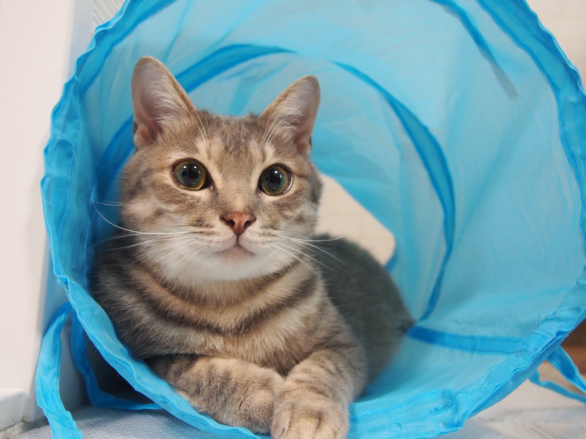 haikijipepe's tweet photo. @www_nekono 参加させていただきます！
よろしくお願いいたしますฅ(=･ω･=)ฅ

グレートラのペペと白黒のみぃです🐱 https://t.co/5AMOmMGGZV