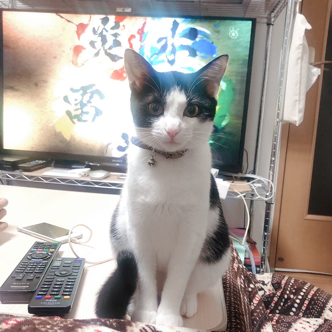 haikijipepe's tweet photo. @www_nekono 参加させていただきます！
よろしくお願いいたしますฅ(=･ω･=)ฅ

グレートラのペペと白黒のみぃです🐱 https://t.co/5AMOmMGGZV