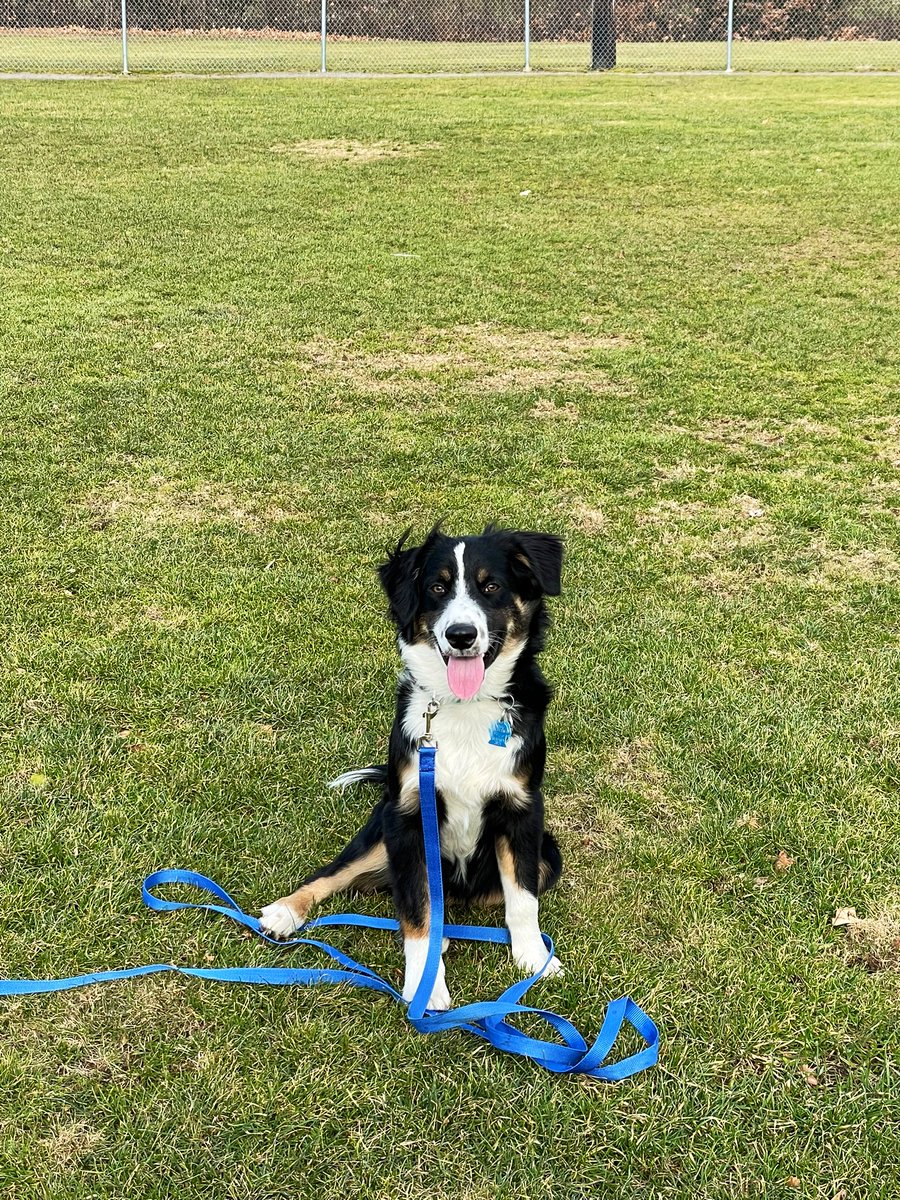 JESher3's tweet photo. Today, I found out I have 500+ photos of my dog on my phone…I’m not mad about it https://t.co/msVMRTP4DW