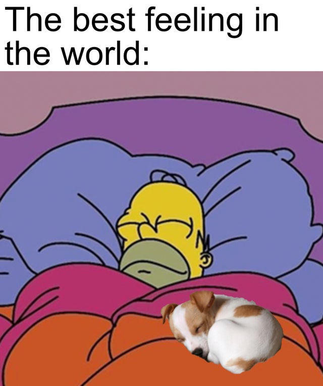 WholesomeMeme's tweet image. 