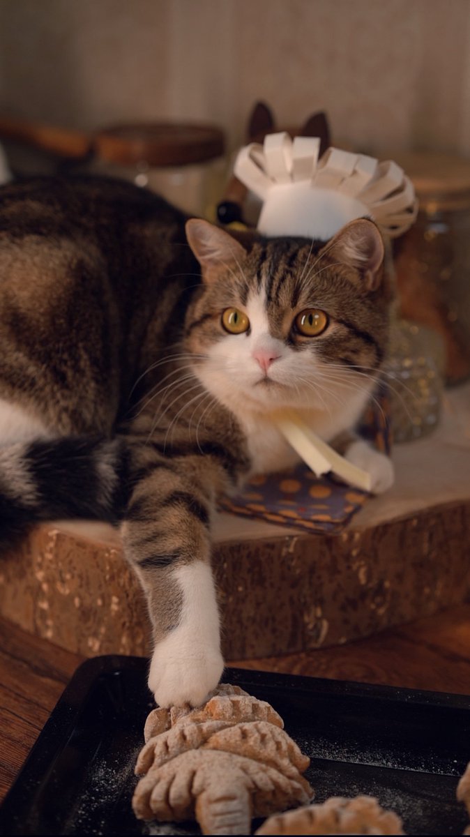 Hi, this is Chef Gina. We're getting ready for #Christmas 🎄🐾

#cats
#CatsOfTwitter 
#猫