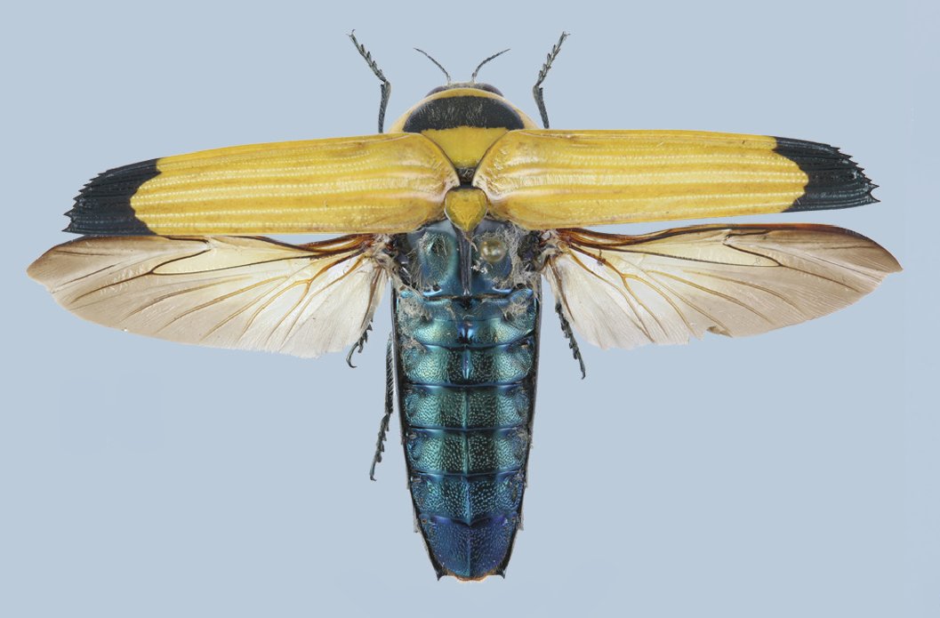 #NewSpecies: Hiperantha pikachu: newly discovered jewel beetle from Brazil named after a Pokémon!

#Treatment: treatment.plazi.org/id/BC6887EA-FF…
Original paper: doi.org/10.11646/zoota…
@Zootaxa @ColeopSoc @InsectNews @Pokemon

#FAIRdata #entomology #Coleoptera #Teambeetle #Pokemon #Pikachu